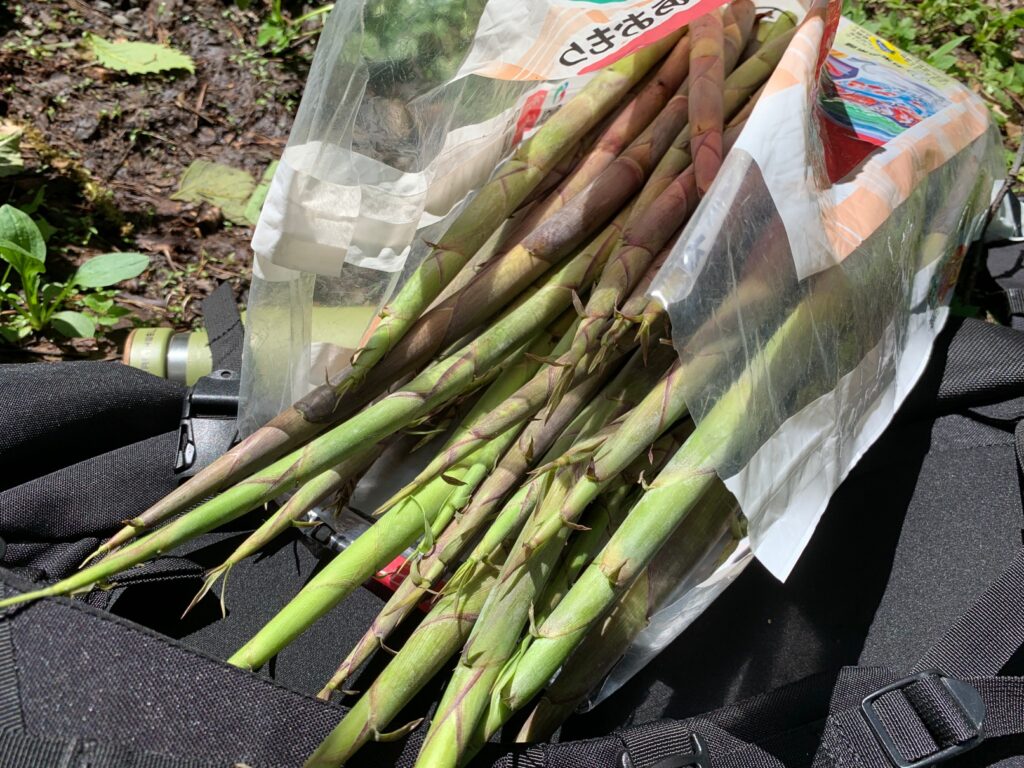 山菜の定番タケノコの採り方！青森では根曲がり竹のことをタケノコと呼ぶんですよ | Take-cast